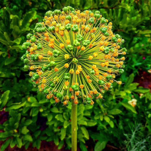 Insta-Foto aus 55.3190