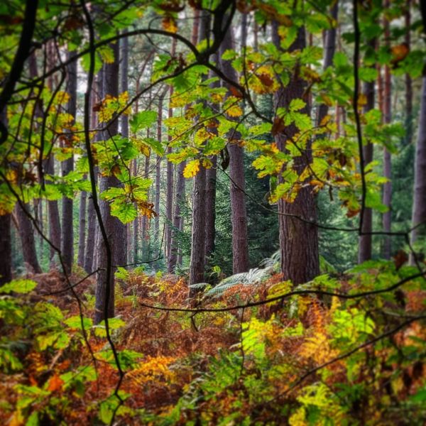 Insta-Foto aus 72.3990